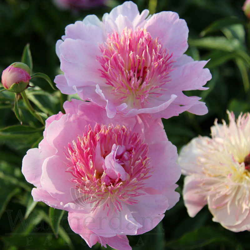 ✳︎peony✳︎ Hai Huang | Tree Peony